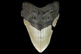 Fossil Megalodon Tooth - North Carolina #124953-1